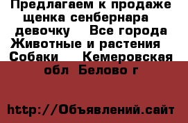 Предлагаем к продаже щенка сенбернара - девочку. - Все города Животные и растения » Собаки   . Кемеровская обл.,Белово г.